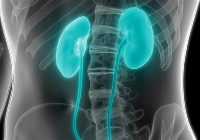 3d-illustration-of-kidneys-getty-images.jpg