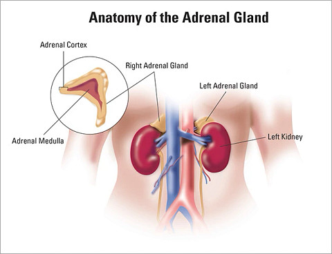 adrenal-gland653x501.jpg