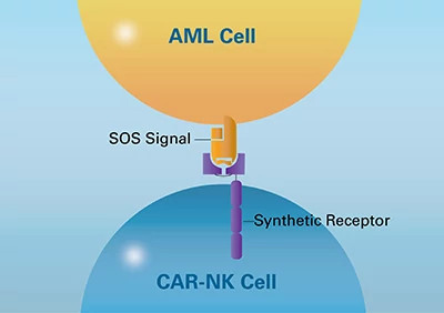 aml-cell-and-car-nk-cell-400x282.jpg