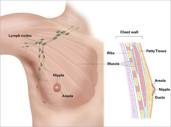 anatomy-of-the-male-breast653x486.jpg