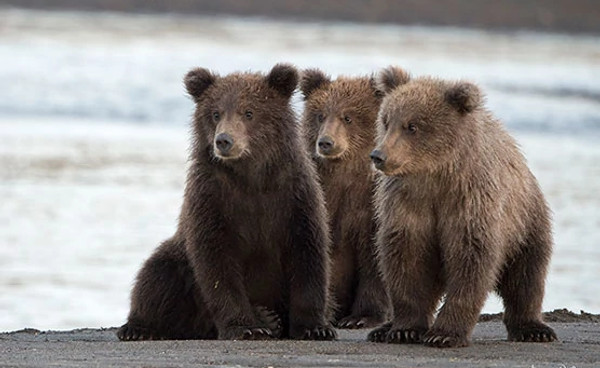 bear-cubs.jpeg