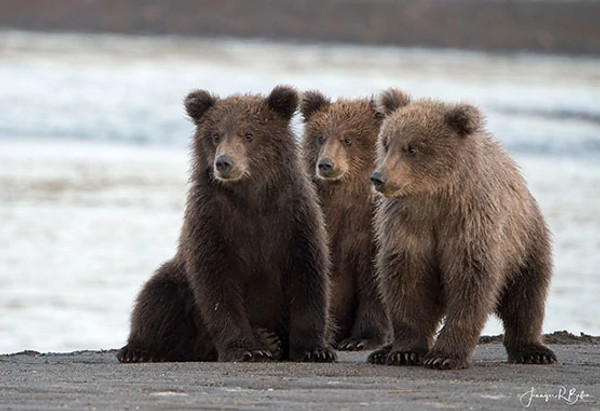 bear-cubs.jpeg