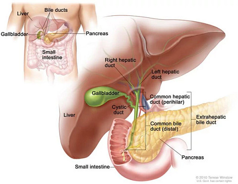 bile-duct600x464.jpg