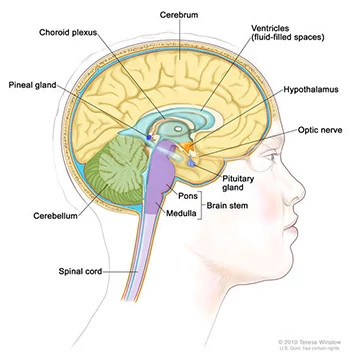 brain-cross-section-small350x355.jpg