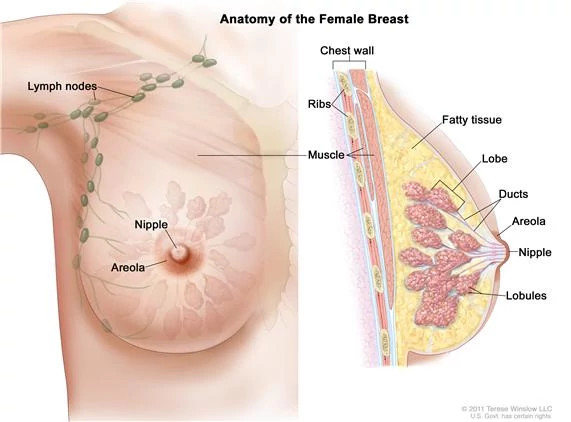 breast-anatomy571x422.jpg