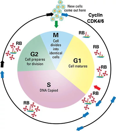 cell-cycle400x450.jpg