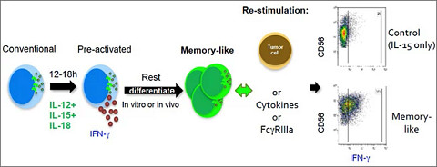 ciml-nk-cells653x250.jpg