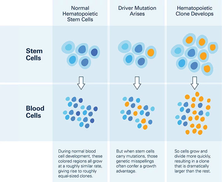 clonal-hematopoiesis-diagram720x590.jpg