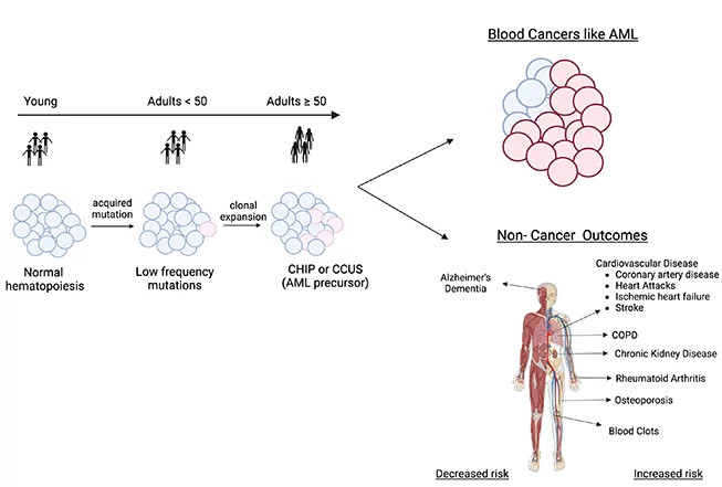 clonal-hematopoiesis-outcomes-2653x441.jpg