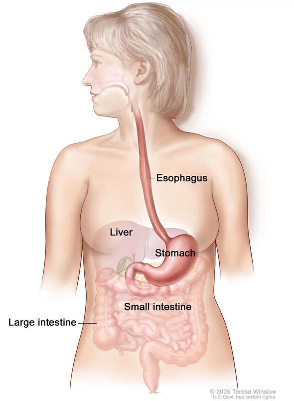 esophagus-and-stomach590x805.jpg