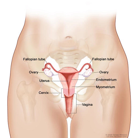 female-reproductive-system590x590.jpg