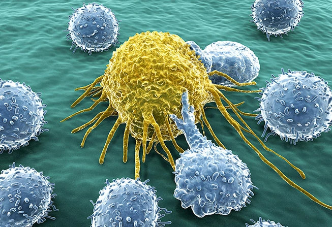 immune-system-cells653x447.jpg