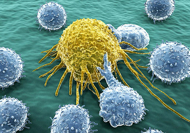 immune-system-cells653x447.jpg