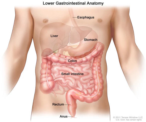 lower-gastrointestinal-anatomy590x493.jpg