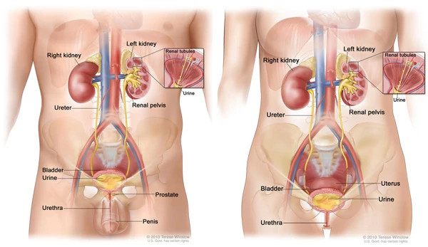 male-and-female-urinary-systems600x347.jpg