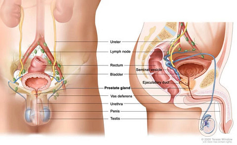 male-reproductive-and-urinary-systems590x363.jpg