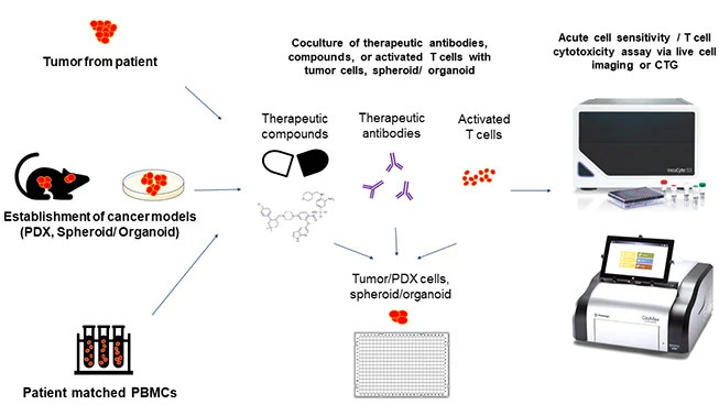 models-for-immuno-oncology653x378.jpg