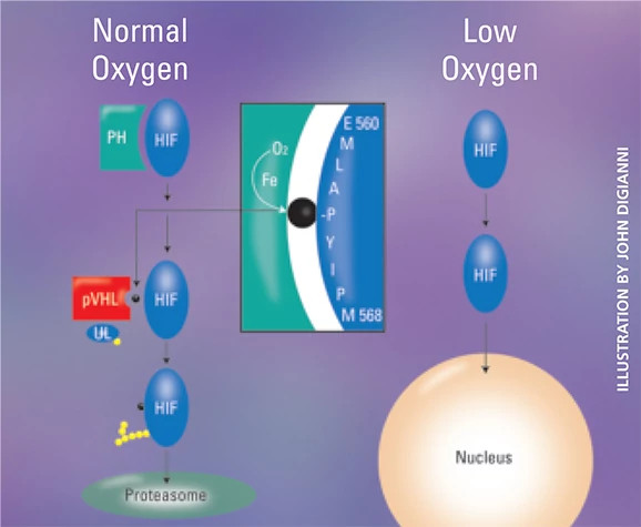 oxygen-levels-diagram578x475.jpg