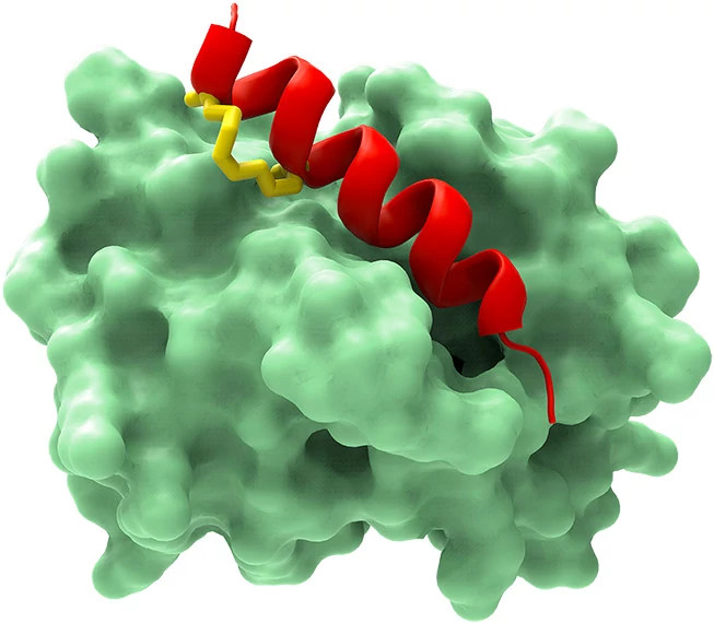 peptides653x570.jpg