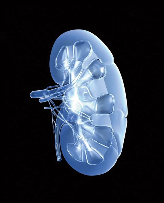 PF_Blue CG Kidney copy570x708.jpg