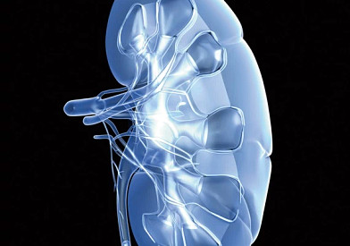 PF_Blue CG Kidney copy570x708.jpg