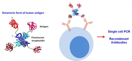 research-immunology450x210.jpg