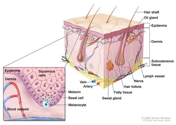 skin-diagram590x418.jpg