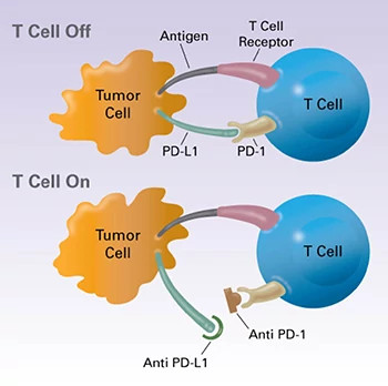 t-cells-illustration350x348.jpg