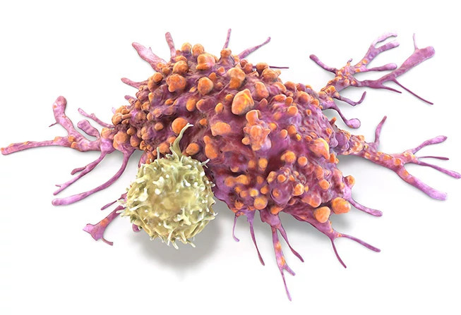 t-lymphocyte-and-cancer-cells653x447.jpg