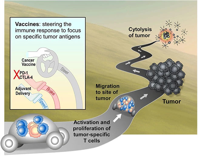 vaccines-steering653x516.jpg